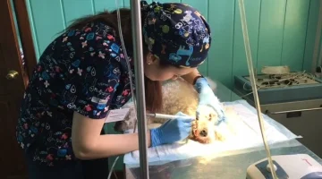 Ветеринарная клиника Доктор Вет на улице 20-летия Октября изображение 10