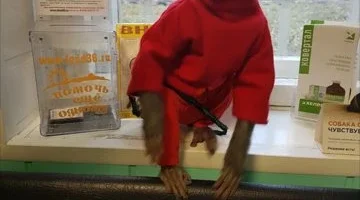 Ветеринарная клиника ДокторВет на улице 20-летия Октября изображение 6